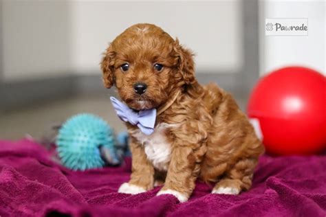 Silas - Cavapoo Puppy E9730D | Pawrade