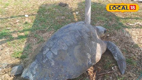 Purba Medinipur News: কাঁথির সমুদ্র সৈকতে হুলুস্থুল! ঢেউয়ের সঙ্গে ভেসে ...