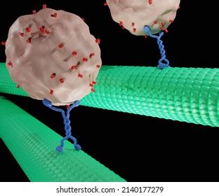 8 Kinesin Walking Royalty-Free Images, Stock Photos & Pictures ...