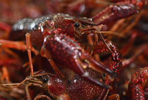 Is it crawfish season yet? Here's when mudbugs are at their best