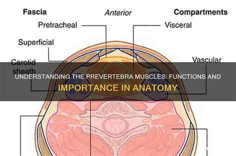 Understanding The Prevertebra Muscles: Functions And Importance In ...