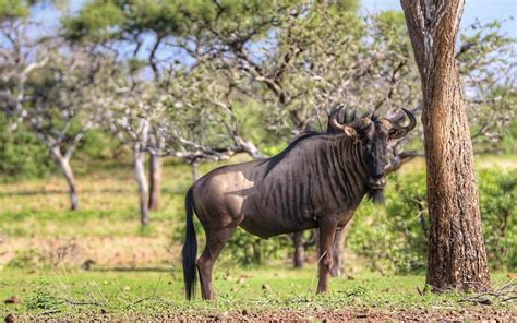 The Blue Wildebeest is a master... - Africa Backpack Hunting | Facebook