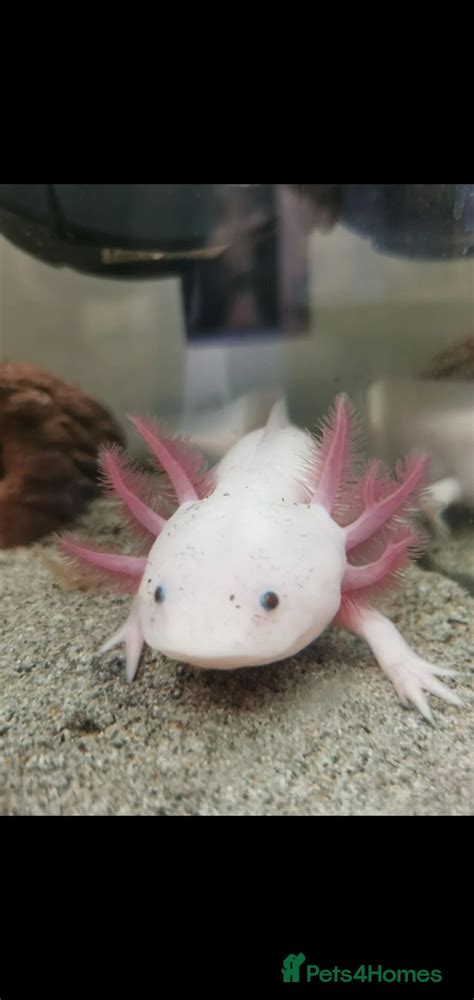 Baby axolotls for sale in Peterborough | Pets4Homes