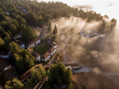 Threat of California’s native tree loss is greater than current estimates - News