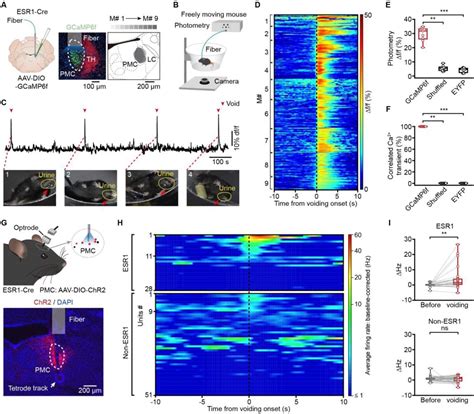 Scientists identify brain cell type as master controller of urination