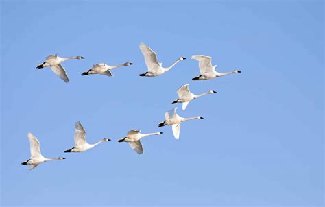 How Far Birds Travel Could Determine the Next Bird Flu Outbreak - A-Z Animals