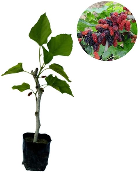 Cloud Farm Shahtoot/Mulberry Plant Price in India - Buy Cloud Farm ...