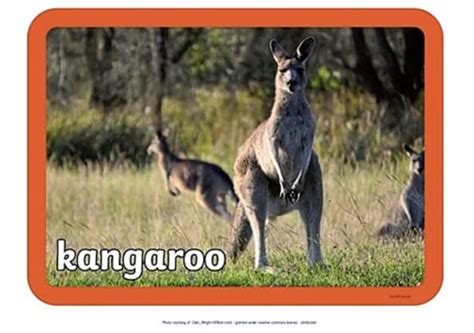 5 Kangaroo Adaptations For Kids - Twinkl