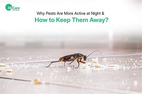 Why Pests Are More Active at Night & How to Keep Them Away? – HiCare (A ...