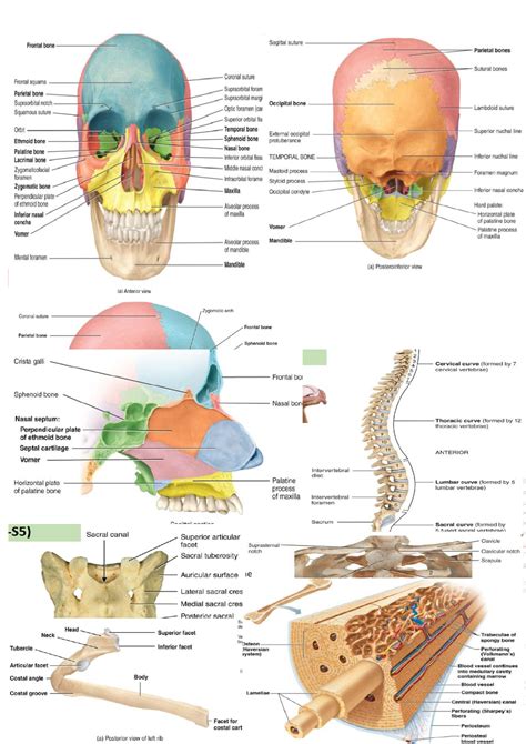 Anatomy Lab 2 - Sagittal Suture and Cranial Bones Notes - Studocu