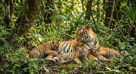Top 10 countries with the largest tiger population in the world