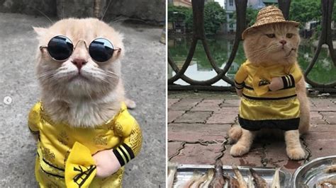 Meet 'Dog': The viral cat running a fish market in Vietnam