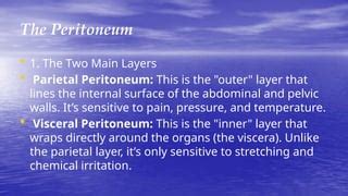 anatomy and physiology of the Peritoneum | PPTX