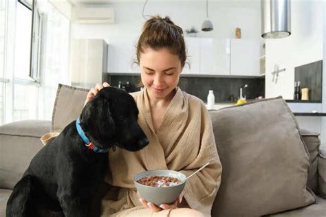 What you feed your dog matters more than you think