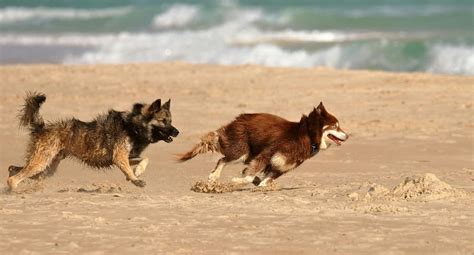 ¿Se puede ir con perros a la playa en Chile?: esto dice la ley al ...
