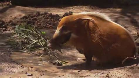 Zoo Day | Meet the red river hog | cbs8.com