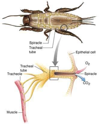 Circulatory and Respiratory Systems: Types, Components, and Functions ...