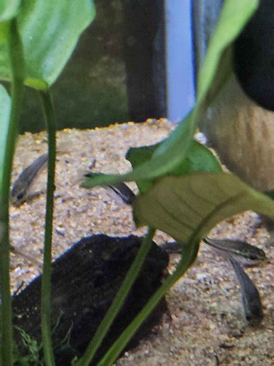 Pygmy cory acting strange | Aquarium Advice Forum Community