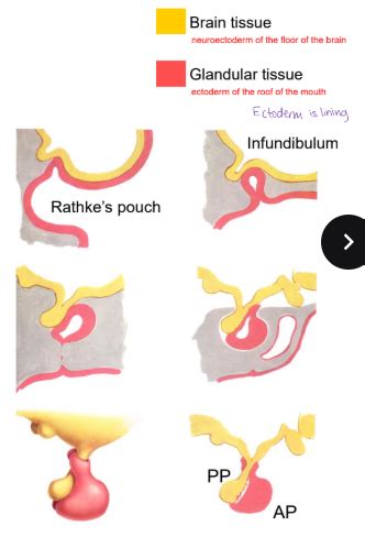 Neuroendorcine Control and Anterior Pituitary Flashcards | Quizlet