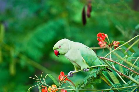 Indian Ringneck Parakeet - Parrot Bliss -Parrot Care
