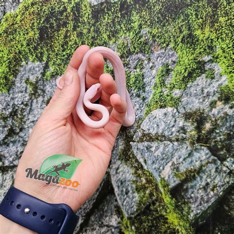 Female Blizzard Corn Snake Born September 1, 2025 - Magazoo, the ...