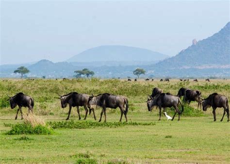 5 Days Wildebeest Migration Safari (Green Season: April & May ...