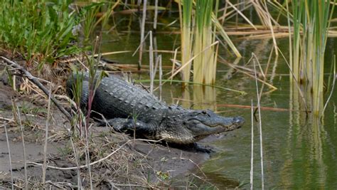 Florida's Phil the Gator to give spring, winter forecast Feb. 2