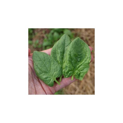 Espinaca variedad Viroflay - Spinacea Oleracea Características: Numero ...