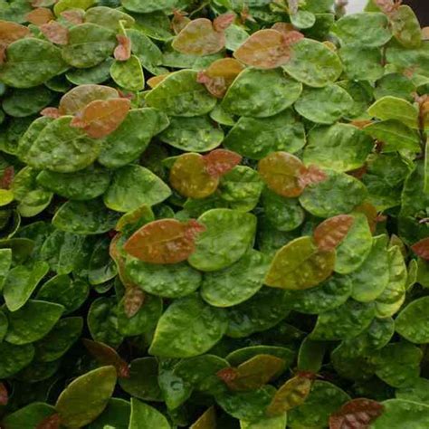 Jiffy Plants Ficus Plant Price in India - Buy Jiffy Plants Ficus Plant ...