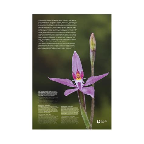 Native Orchid Collection - Impressions