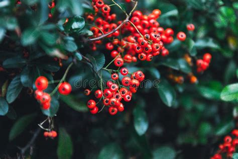 589 Forma De Arbusto Colores Fotos de stock - Fotos libres de regalías ...