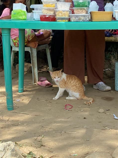 cat spotting 🕵️‍♀️ #cats | TikTok