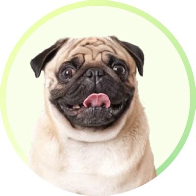 Buy Tetra Cichlid XL Sticks Fish Food online at Supertails.com