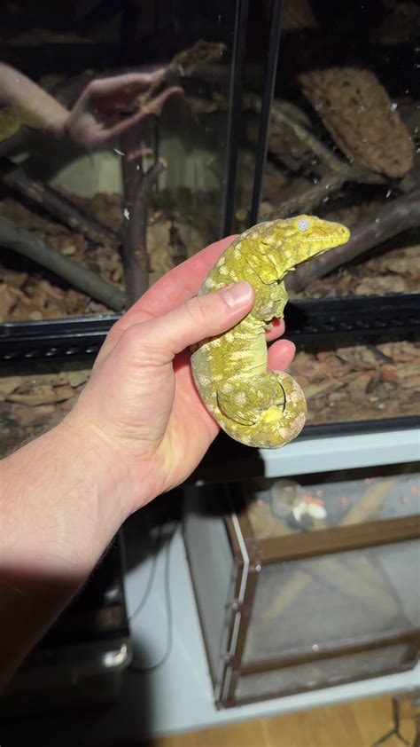 #pet #reptile #lizard #gecko #giantgecko | TikTok
