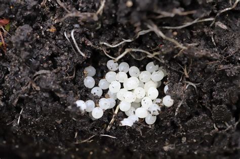 Blue Blood and 27,000 Teeth: 10 Fascinating Facts About Slugs - A-Z Animals