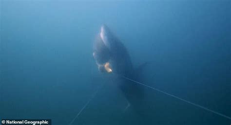 Watch the moment a great white shark snatches a fish from a line off ...