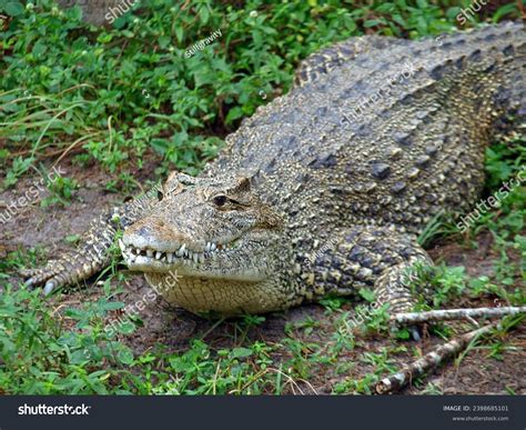 1 이라 로스코 Royalty-Free Images, Stock Photos & Pictures | Shutterstock