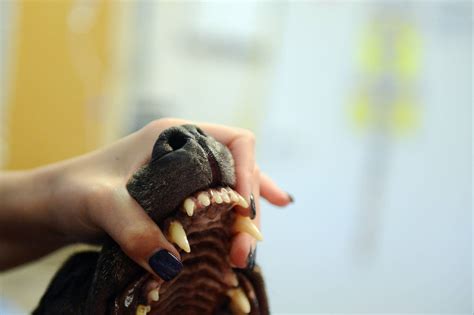 How Often Should Dogs Get Teeth Cleaned? Vet-Backed Guide - Parade Pets