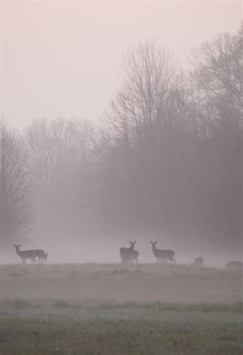 Catahoula National Wildlife Refuge | U.S. Fish & Wildlife Service