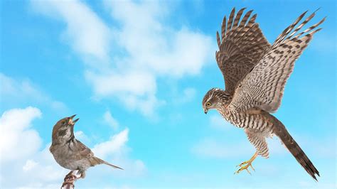 International Sparrow Day 2026: Celebrating Sparrows in Sikh Tradition ...