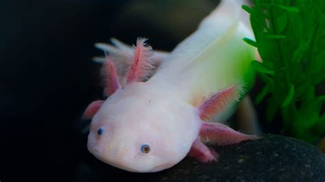10‑year‑old finds rare axolotl in a Welsh river