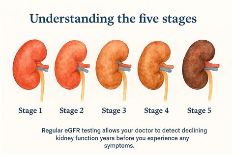 What Is Kidney Disease? Symptoms Causes & Treatment Options - Ashwin ...