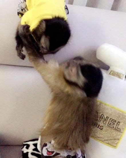 Capuchins Monkey For Sale in Downtown, HI | Petzlover