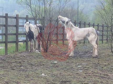 Ebbw Vale woman found guilty of starving and n – Red Rose UK