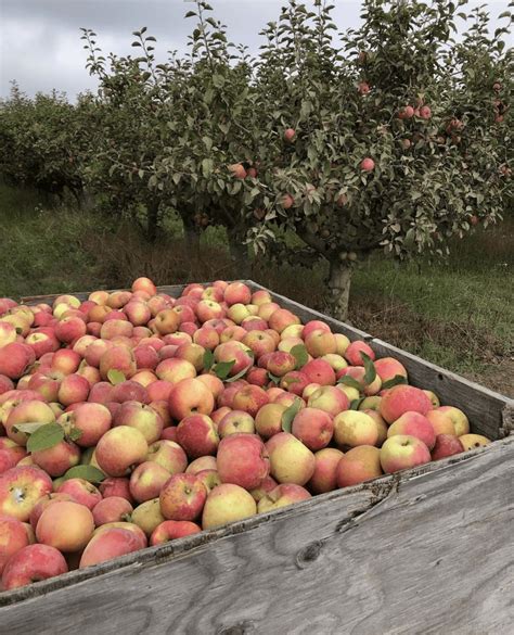 Apple Picking Near Los Angeles: 7 Must-Visit Orchards - LA Digs