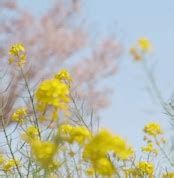 いぶき(2011年作曲) 桃瀬茉莉〜3.11, 2026 A message from the spring wind〜 Live at ...