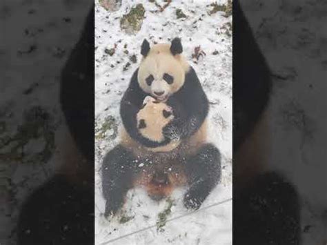 Laugh as a mom panda plays joyfully with her curious cub