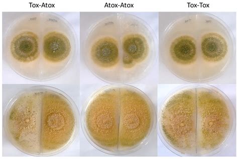 Mutations and Metabolic Factors Affecting Interaction of Toxigenic and ...