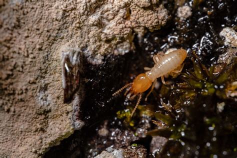What Does Termite Season Mean For Your Charleston Home?