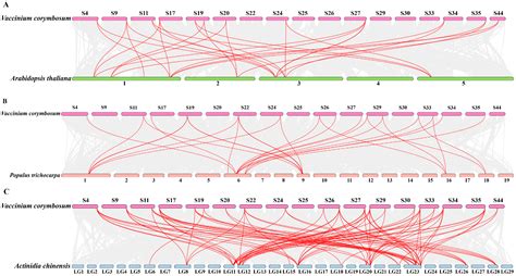 Genome-Wide Identification and Expression Profiles of Nuclear Factor Y ...